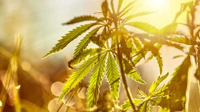 sungrown plant